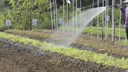 Farmer Watering vegetables Stock Footage