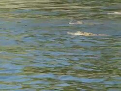 MS PAN View of Some crocodiles swimming in water / Northern Territory, Australia Stock Footage