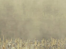 HD DOLLY: Misty Swamp Stock Footage