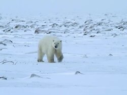 MS TS Shot of polar bear walking in snow / Arviat, Nunavut, Canada Stock Footage