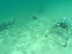 Baited Remote Underwater Video (BRUV), sandy seabed, nurse sharks investigate, underwater, x3. Bahamas  Stock Footage