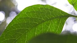 Green leaf against sunlight Stock Footage