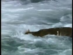 MS Brown Bear, Ursus arctos, diving underwater in river, Arctic Circle Stock Footage