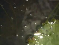 Extreme Close Up tracking-right - Sunlight reflects in water in between waterlily pads and waterlilies / Florida, USA Stock Footage