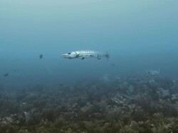 Two Great Barracuda's swimming together at Honduras Bay Islands Stock Footage