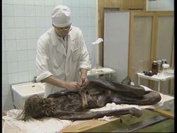 RUSSIA:  BODY OF 2,500 YEAR OLD SIBERIAN WARRIOR FOUND IN ICE News Clip