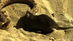 A mouse struggles in the jaws of a rattlesnake. Stock Footage