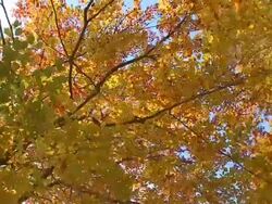 HD CRANE: Flying into the tree Stock Footage