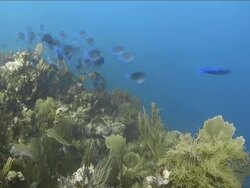 Doctorfish tang swimming over coral in the Caribbean Stock Footage