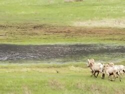 MS TS Shot of Bighorn rams running toward pond / Estes Park, Colorado, United States Stock Footage