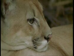 CU Pan left from paw to head of puma, South America Stock Footage