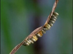 Time lapse Ladybird Beetle Eggs (Coccinella 7-punctata) Eggs hatching, England Stock Footage