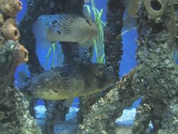 Mangrove community 3 Stock Footage