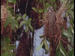 CU Female cacique leaving nest, South America Stock Footage