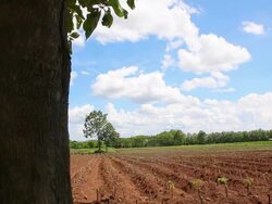 Dolly up, Landscape young plant field Stock Footage