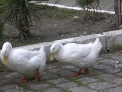 White Ducks Stock Footage
