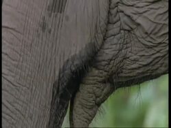 CU Indian Elephant, Elephas maximus, mouth, Western Ghats, India Stock Footage