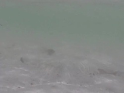 Swimming underwater in paradise Stock Footage