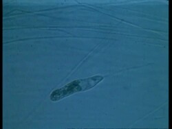 WA microscopic view of Flagellate moving Stock Footage