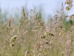Wildflowers in swamp landscape, summer field Stock Footage