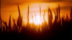 The glowing sky silhouettes rye grass swaying in the wind. Stock Footage