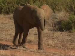 Young African Bush African Bush Elephant (Loxodonta africana) walking, Kenya Stock Footage