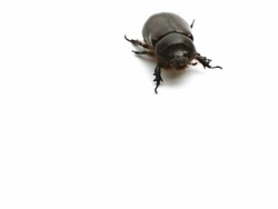 May bug walks forward on white background Stock Footage