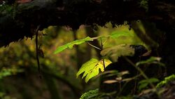Fungus in Caucasus Stock Footage