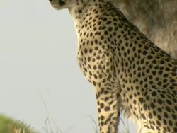 MS TU Cheetah sitting on termite mound observing surroundings / Okavango Delta, North West District, Botswana Stock Footage