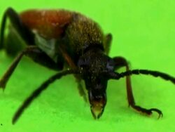 NTSC: Beetle Stock Footage