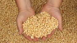 Raw dry corn spills Stock Footage