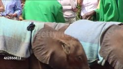 Baby elephants in an elephant sanctuary News Clip