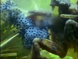 CU Female Common Frog (Rana temporaria) laying cluster of eggs as male fertilises them, underwater, England Stock Footage