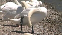 swans Stock Footage