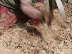 CU Himalayan women digging / Durma, Banke District, Nepal Stock Footage