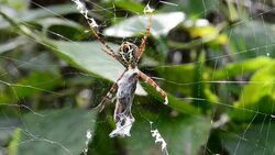 spider on web eating insect Stock Footage
