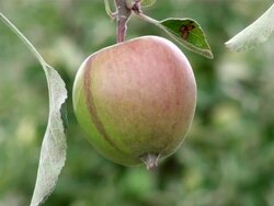 CU Shot of malus or apple / Serrig, Rhineland-Palatinate, Germany Stock Footage
