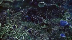 Fishes in big aquarium Stock Footage