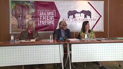 CLEAN : Elephant charity says ivory trade flourishing in Laos News Clip