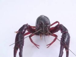 European freshwater crayfish Stock Footage