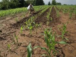 Man checks corn crop Stock Footage
