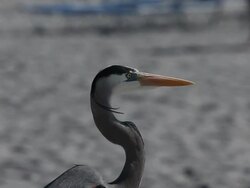 Heron on the beach Stock Footage