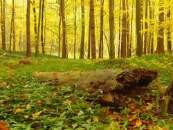 HD DOLLY: Old Tree Trunk In Autumn Forest Stock Footage