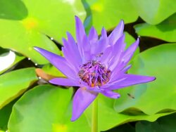 Purple lotus with bees Low Contrast Stock Footage
