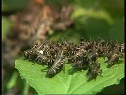 Ukraine/Crimea - Locust invasion News Clip