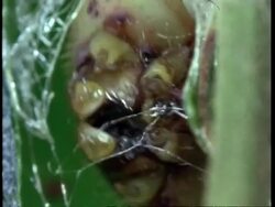 BCU Silkworm larvae, Bombyx mori, weaving silk Stock Footage