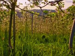SLO MO Apple tree orchard Stock Footage