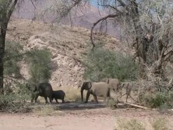 Desert Elephants (Loxodonta africana) walking through habitat, Ugab River Basin, Namibia: desert-dwelling population of African Bush Elephant though not distinct subspecies Stock Footage