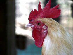 Rooster Stock Footage