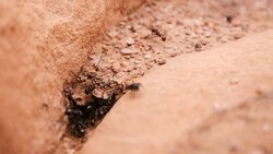 Busy Ant Colony Stock Footage